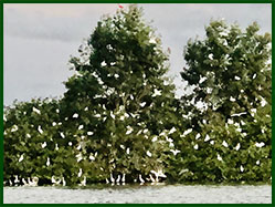zwermen vogels
